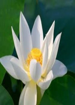 Primordial Lotus
