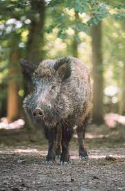 Reincarnated as a Boar in a parallel world!
