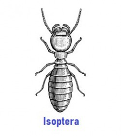 Isoptera