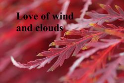 Love of wind and clouds