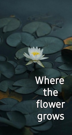 Where the flower grows