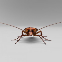 The immortal cockroach