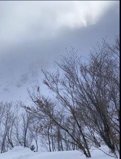 Pmd Psychic Paradise Scribble Hub