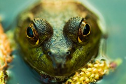 A Frog Back In Water – Yu-Gi-Oh DM