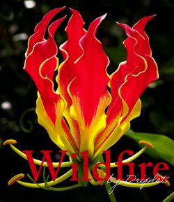 Wildfire